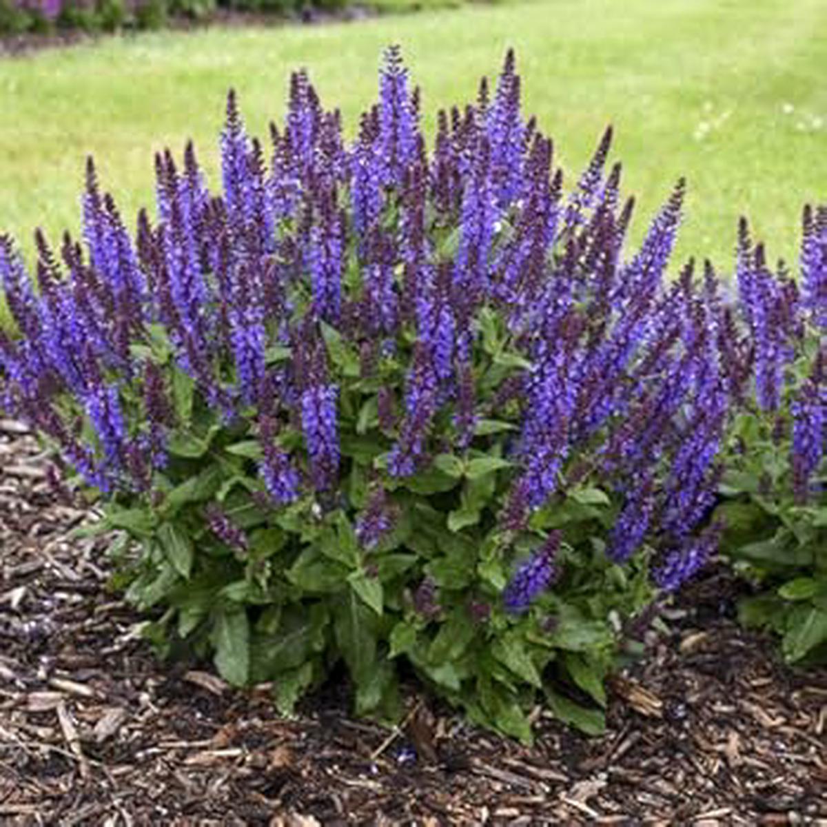Russian Sage Flower Seeds Heirloom Non-GMO Seasonal Bloomer for Garden Planting