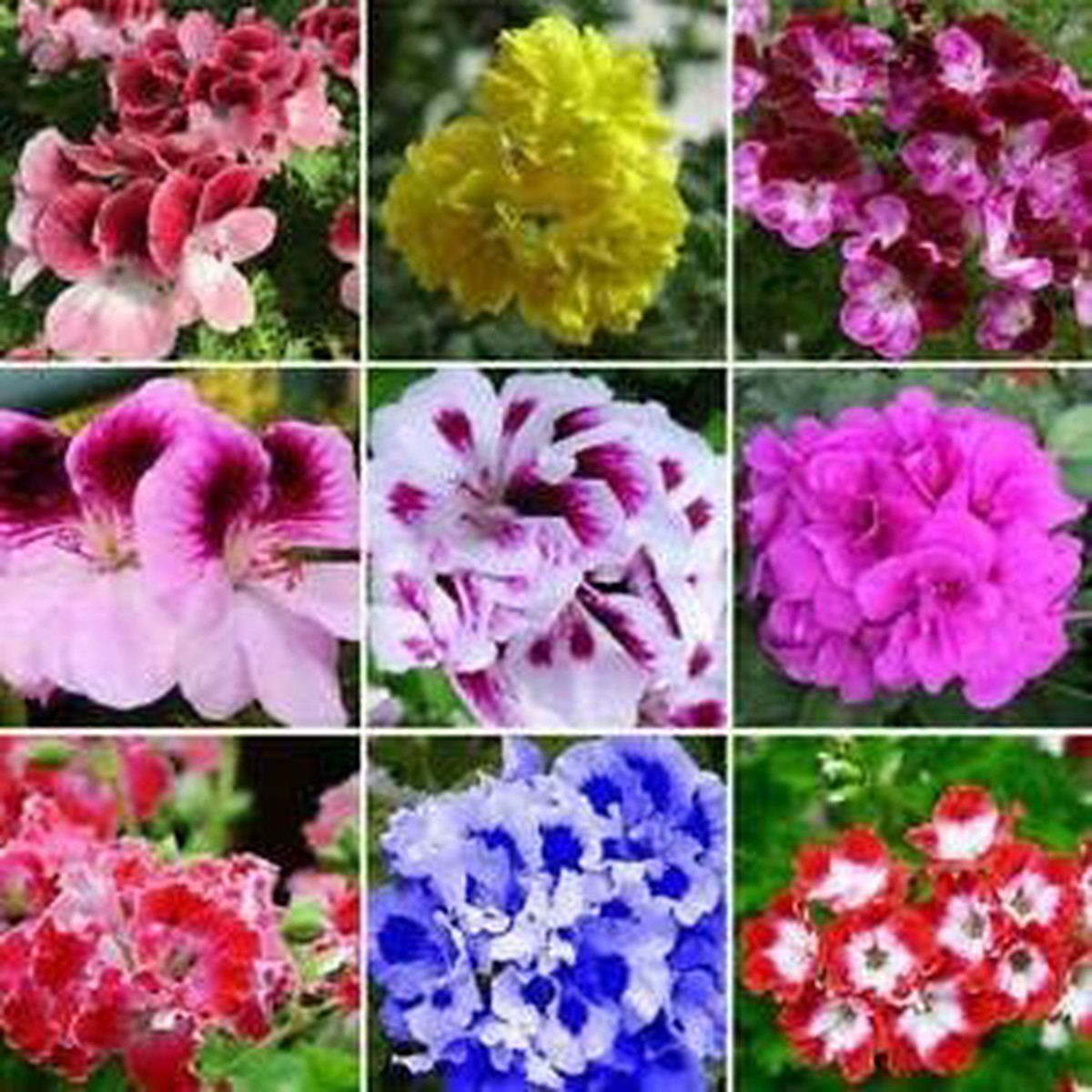 Sky Blue Geranium Flower Seeds for Planting Heirloom, Non-GMO, High Germination Organic Garden Seeds