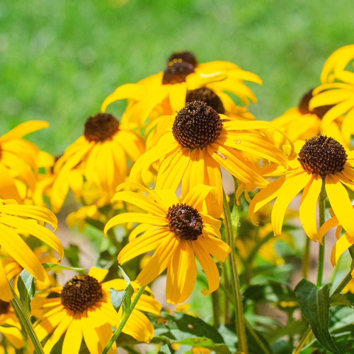 Yellow Echinacea Flower Seeds for Planting Heirloom, Non-GMO, High Germination Organic Seeds to Attract Pollinators