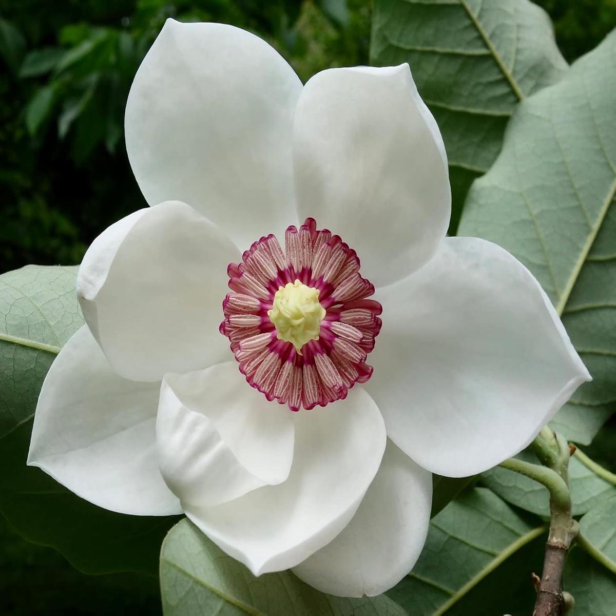 Yulan White Flower Seeds Heirloom Non-GMO Seeds for Planting | High Germination Organic Garden Seeds