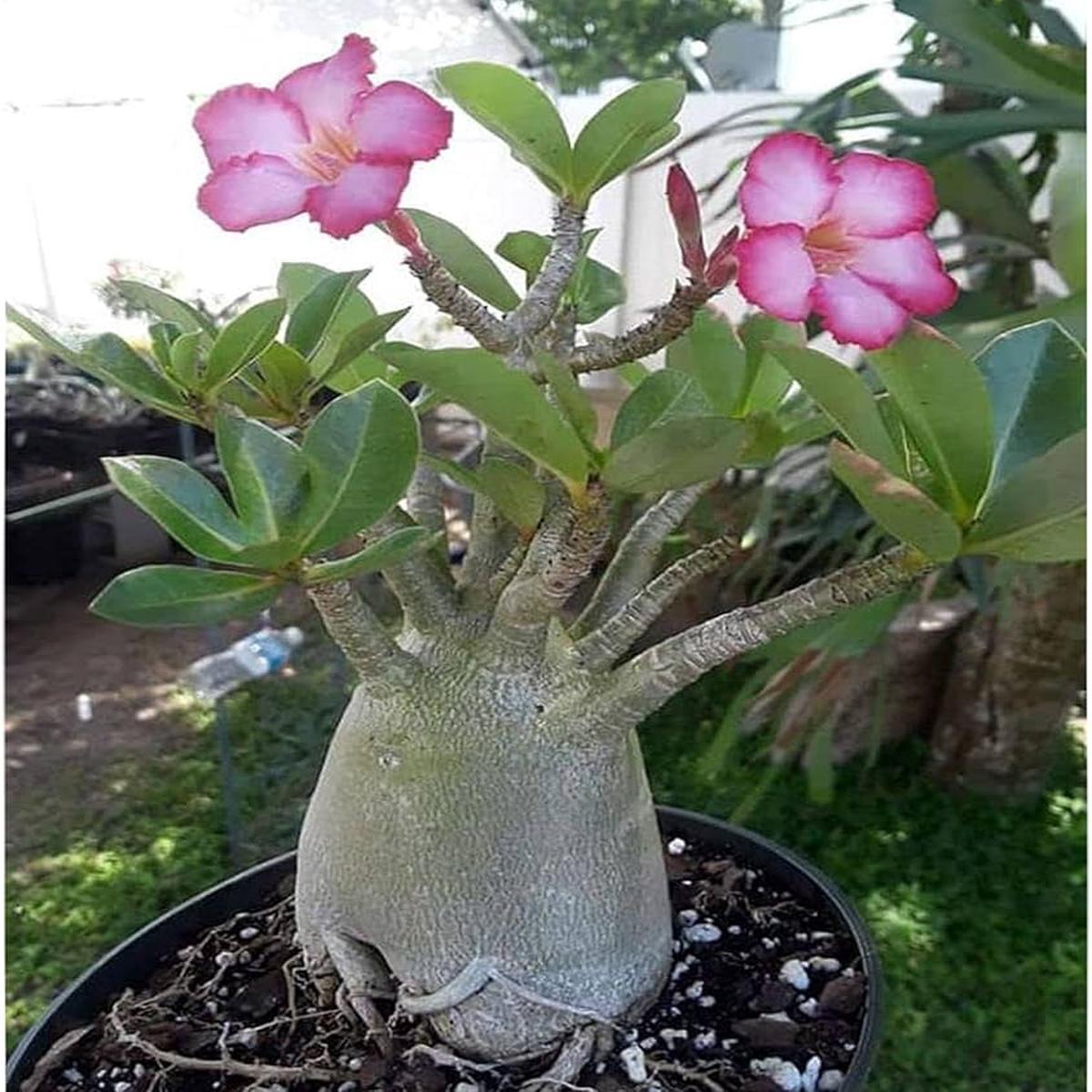Adenium Obsum Desert Rose Nang Ngam Flower Seeds Home Garden Planting, Decorative Organic
