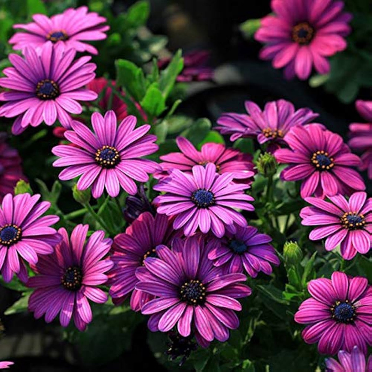 Afano Blue-Eyed Daisy Seeds Osteospermum for Indoor Flower Planting