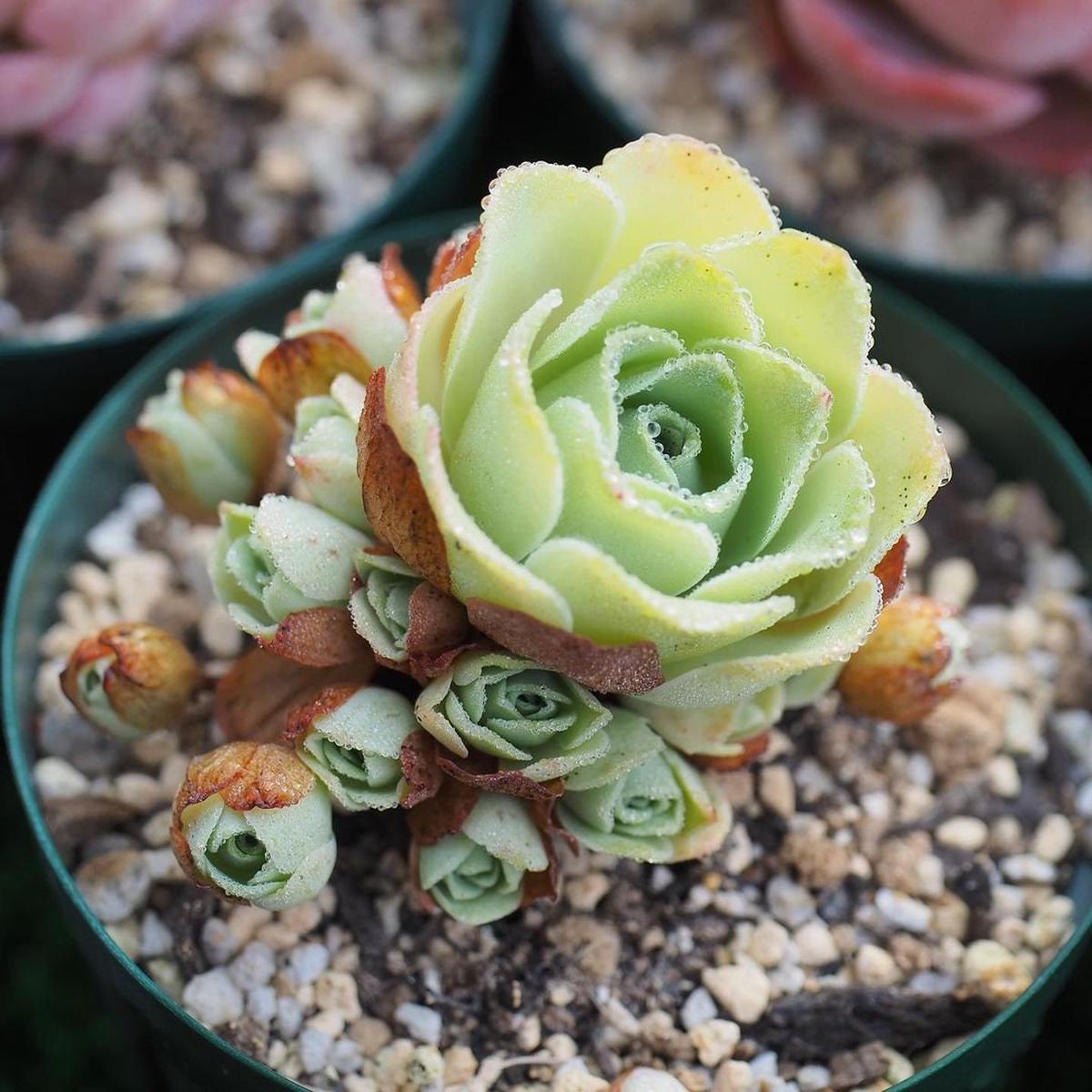 Greenovia Rose Succulent Seeds Heirloom, Non-GMO, Drought-Tolerant, Ornamental Plant