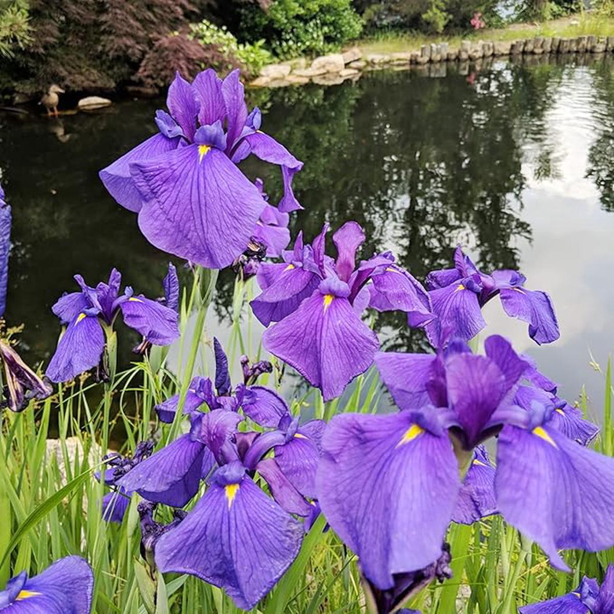 Iris Iris Japonica Japanese Flower Seeds for Planting, Elegant Blooms for Garden Beds