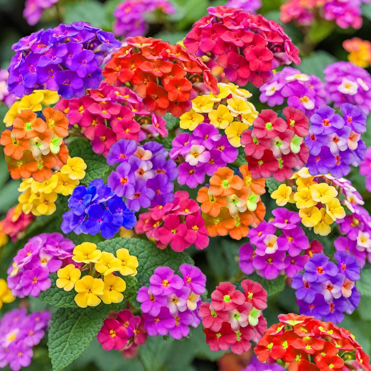 Lantana Camara Mixed Flower Seeds (Lantana-Blumensamen mischen)