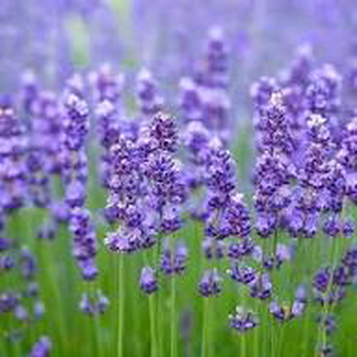 Lavender Fargo Flower Seeds for Planting Heirloom Non-GMO High Germination Organic Garden Seeds