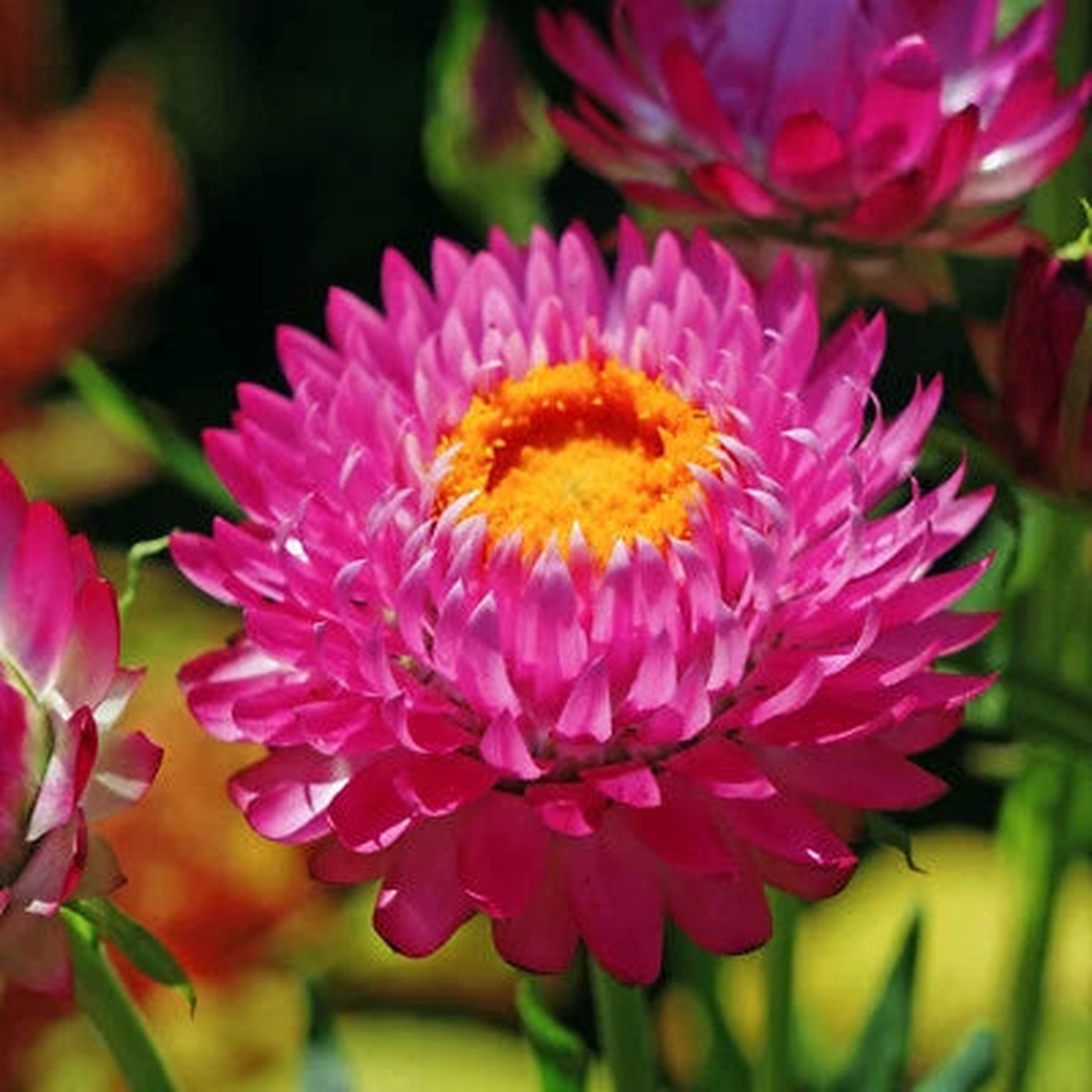 Purple Red Strawflower Seeds for Planting , Non-GMO Heirloom
