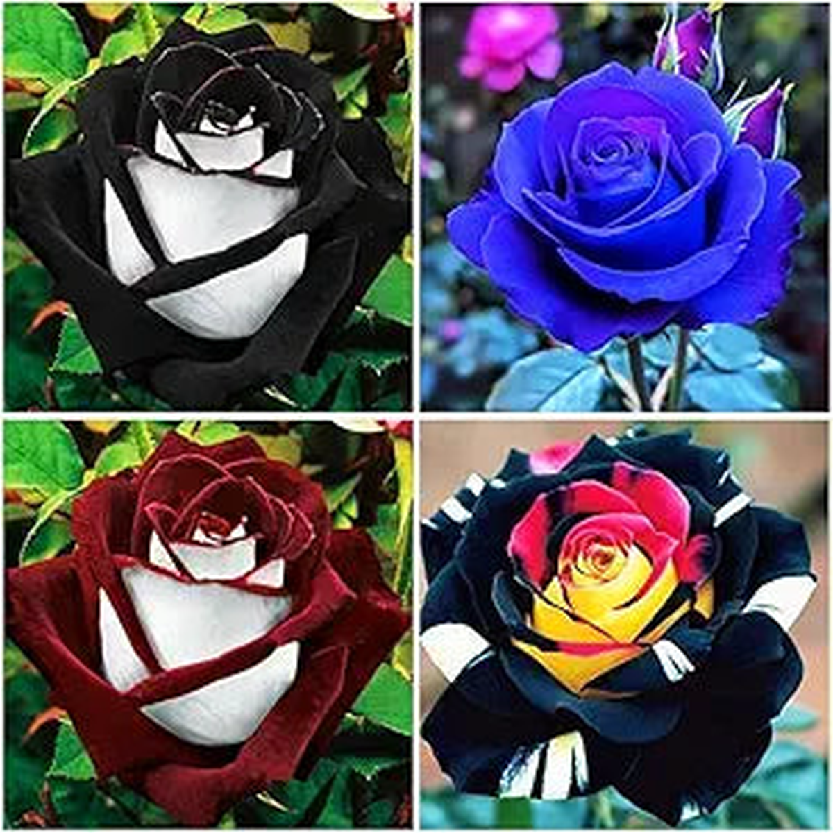 Rainbow Rose Rosa spp Flower Seeds for Planting in Flower Bed