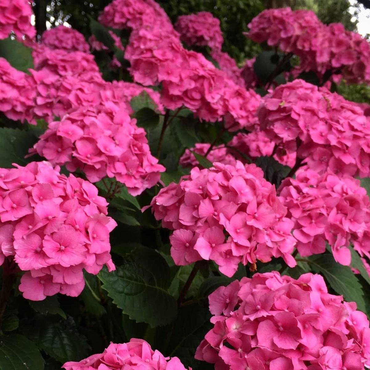 Thick Pink Hydrangea Flower Seeds for Planting Premium Quality, Heirloom & Non-GMO, High Germination