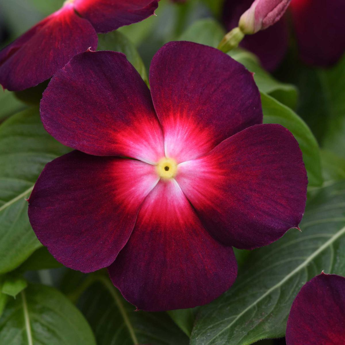 Vinca Seeds - Tattoo Boysenberry