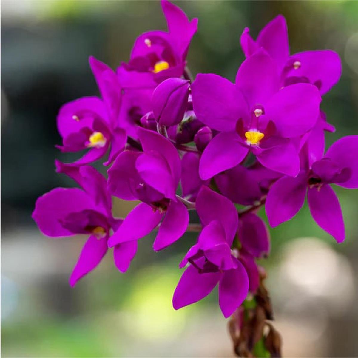 Violet Orchid Flower Seeds for Planting Heirloom, Non-GMO, High Germination Organic Garden Seeds