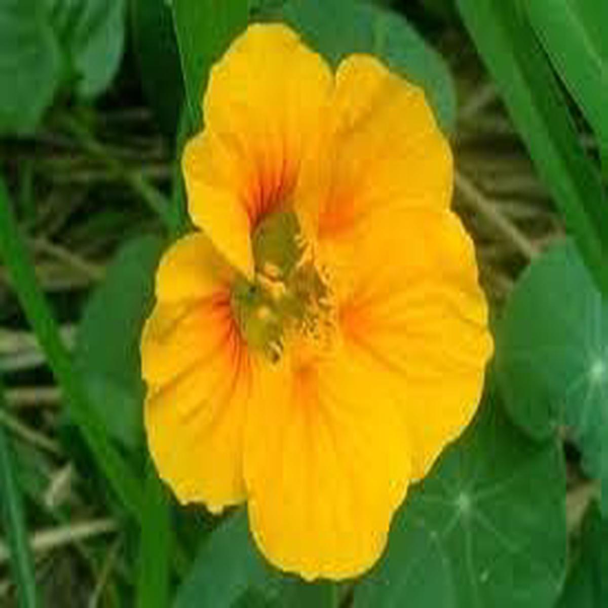Yellow Tropaeolum Majus Flower Seeds for Planting  Heirloom Non-GMO Organic Garden Seeds