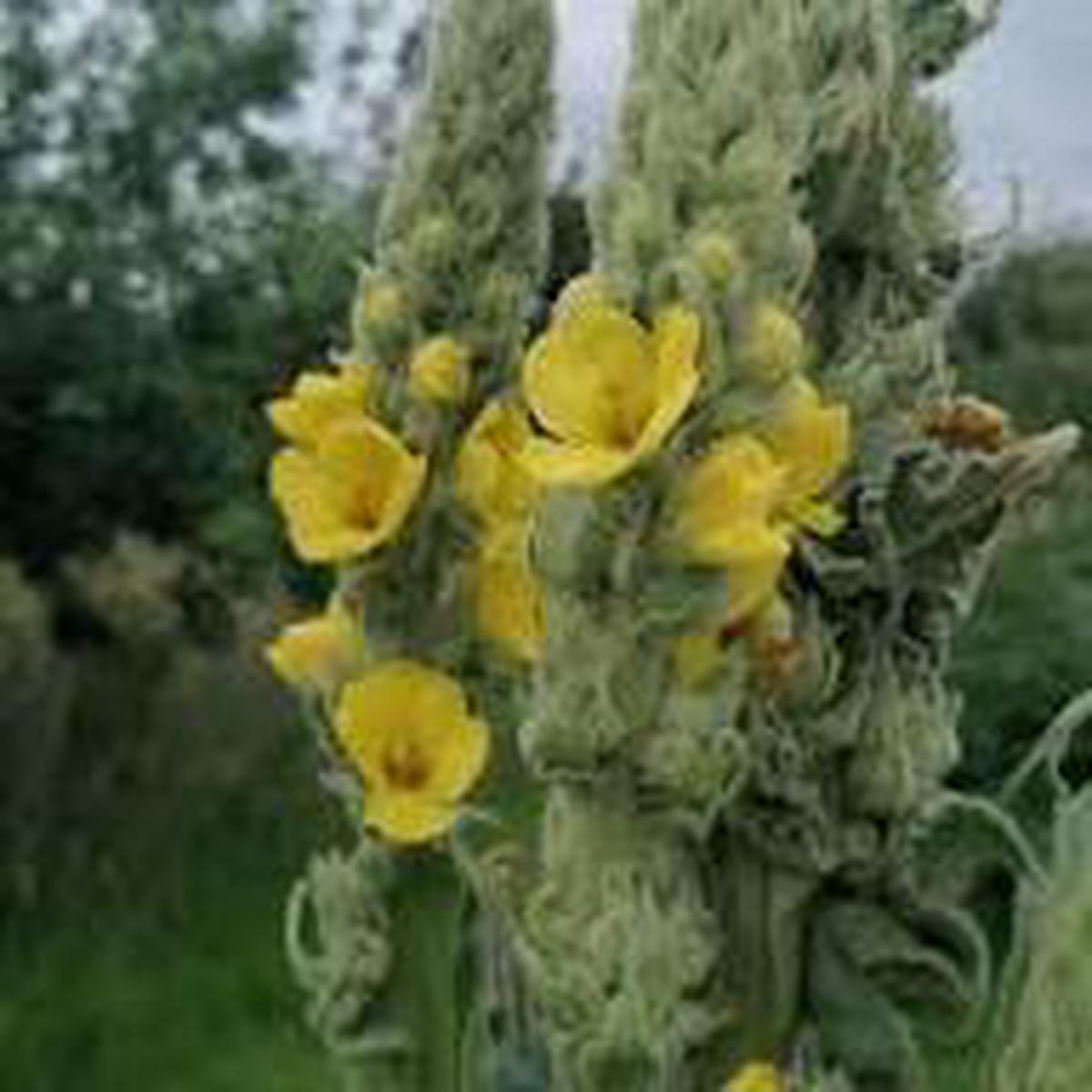 Yellow Woolly Mullein Flower Seeds for Planting - Compact Growth, Heirloom & GMO Free Seeds for Home Garden Non-GMO