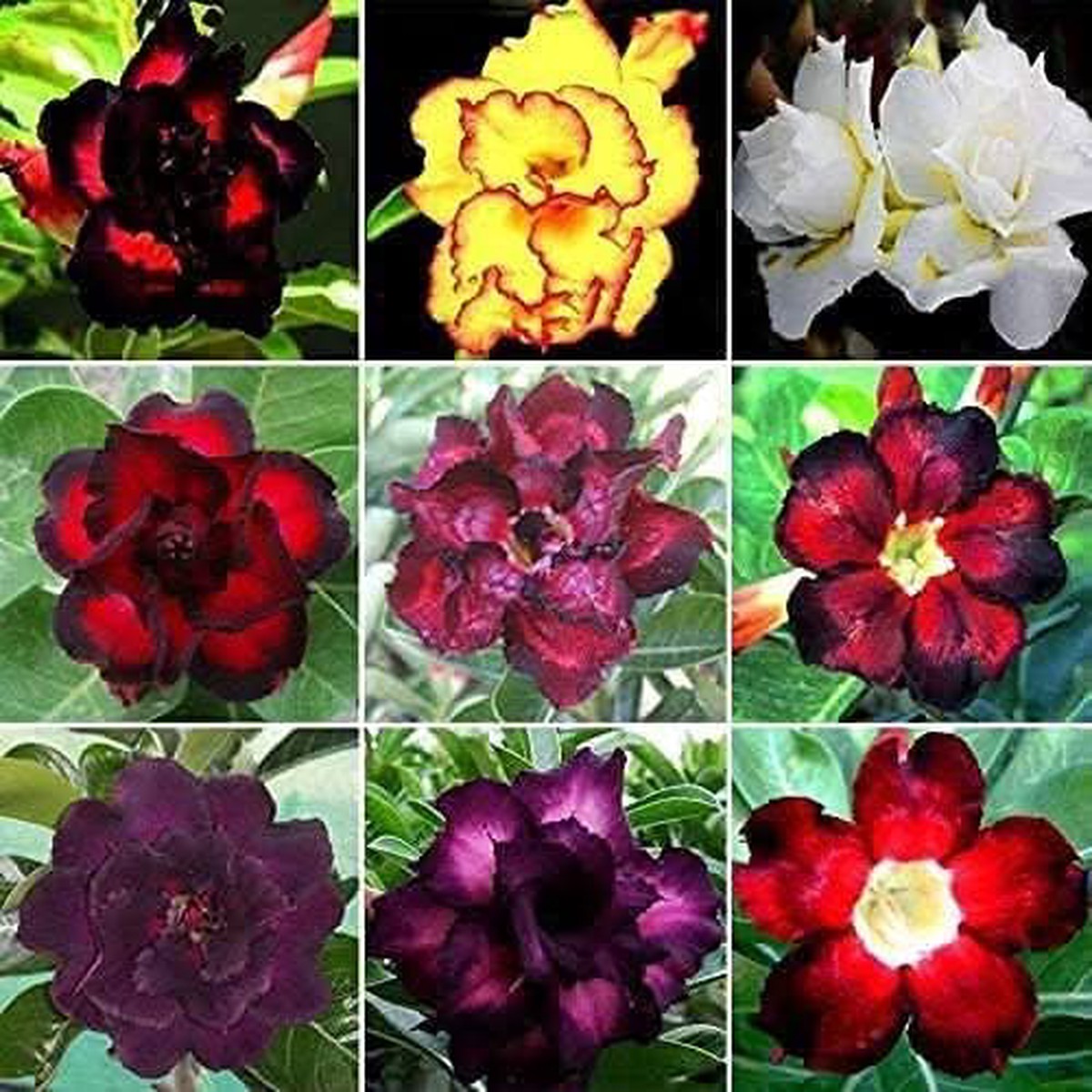 Adenium Desert Rose Rare Color Flower Seeds