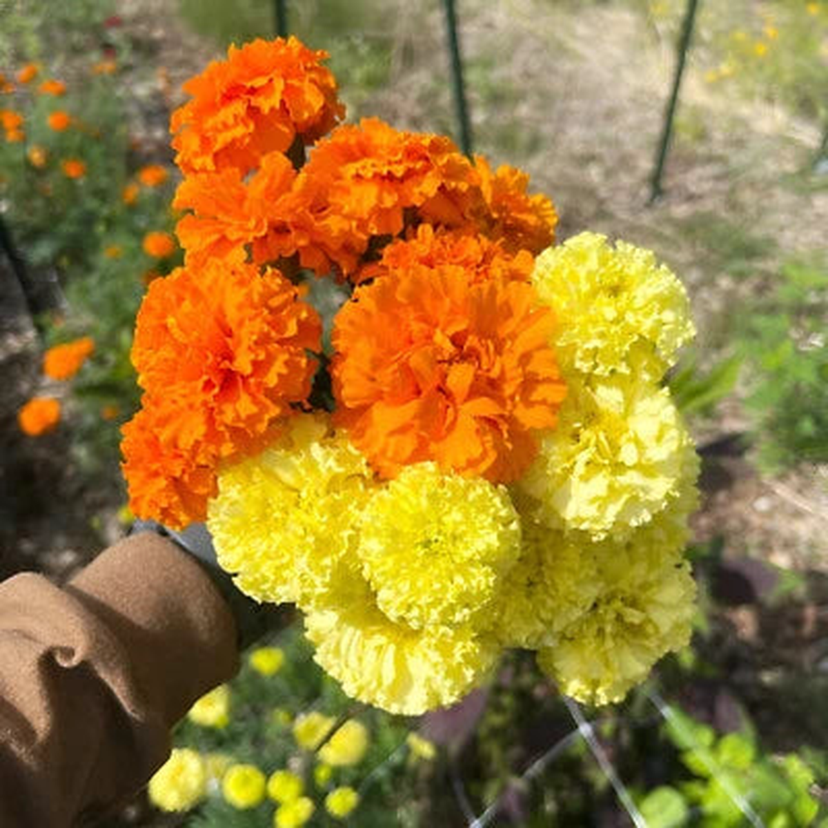 African Marigold Seeds for Planting Crackerjack - Beautiful Orange and Yellow Blooms  Heirloom, Non-GMO, Easy to Grow, Annual Blooms