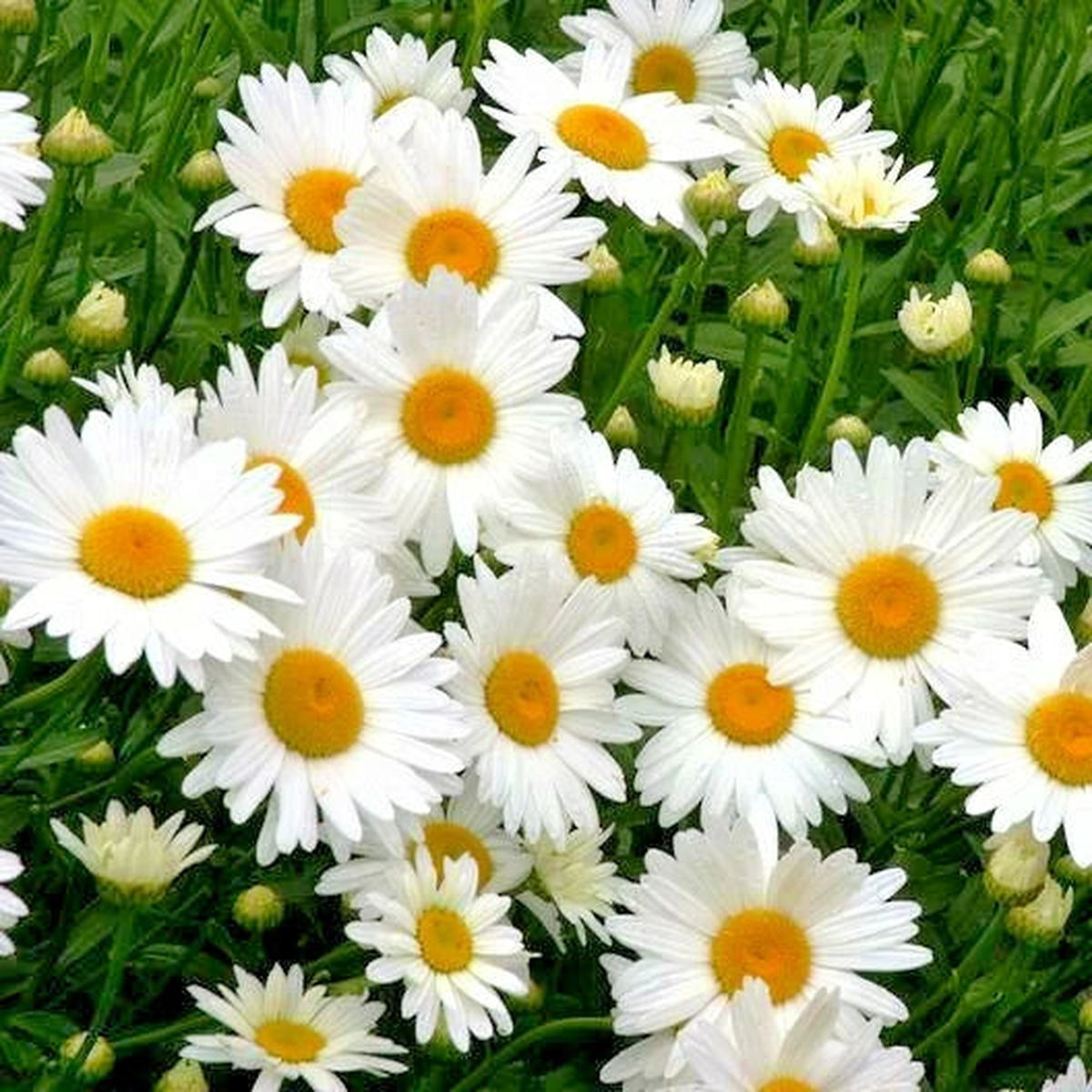 Alaska Shasta Daisy Seeds North Eastern Cold Hardy Variety  Heirloom, Non-GMO, High Germination Organic Garden Seeds