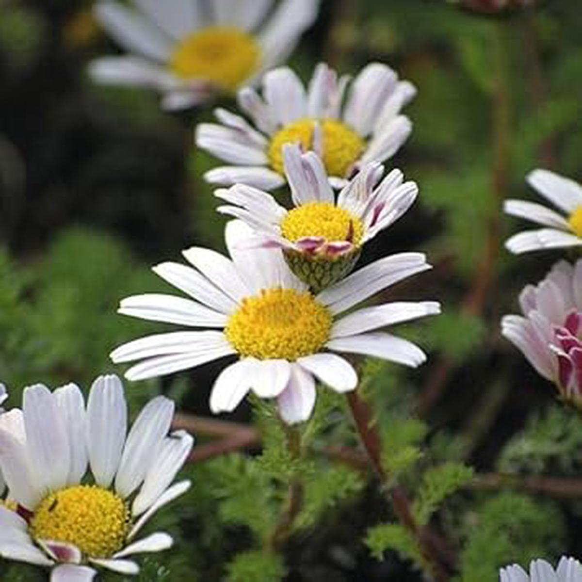 Anacyclus Pyrethrum Flower Seeds for Planting Hardy Alpine Rock Garden Perennial