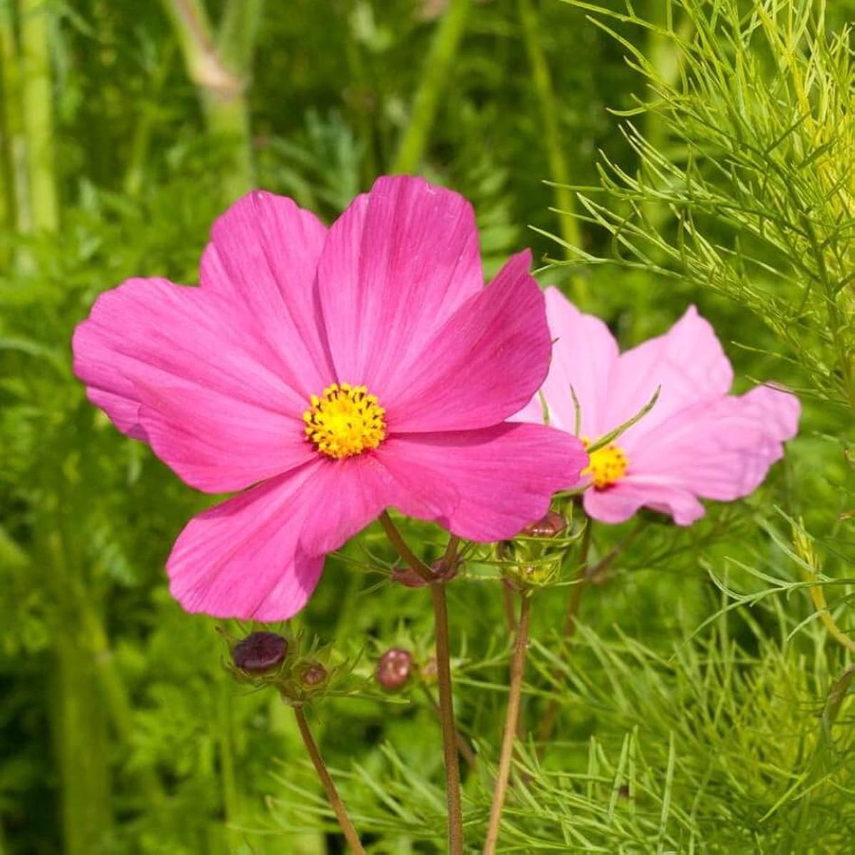 Cosmos Sensation Daydream Seeds Bipinnatus Plus Seeds