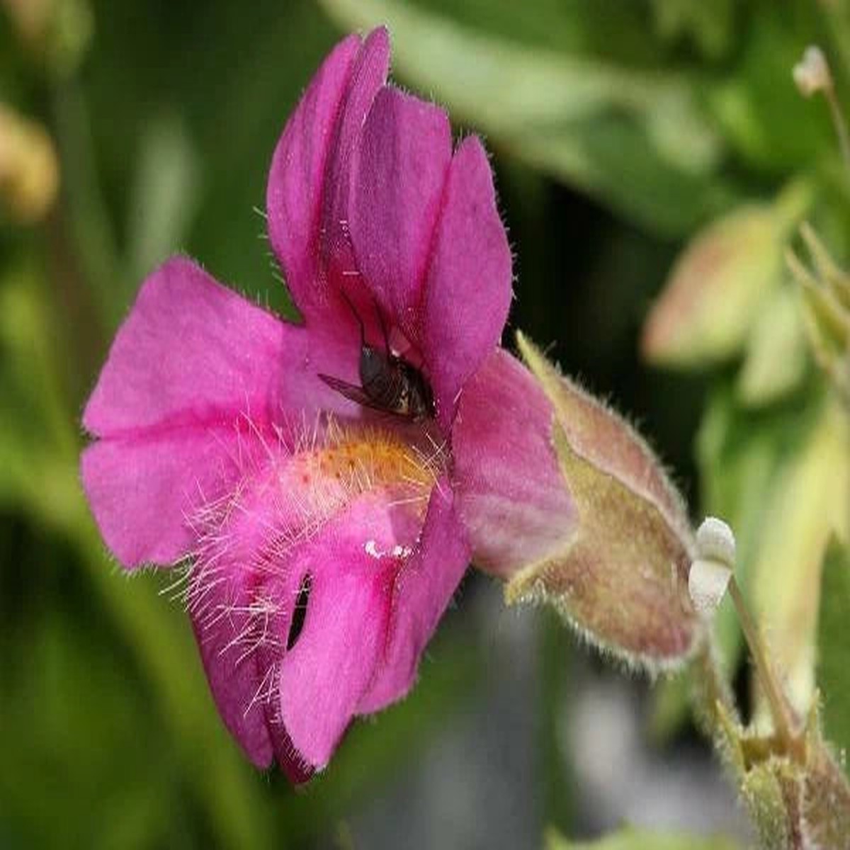 Erythranthe lewisii Lewis s Monkeyflower Seeds Heirloom, Non-GMO, High Germination Organic Garden Seeds