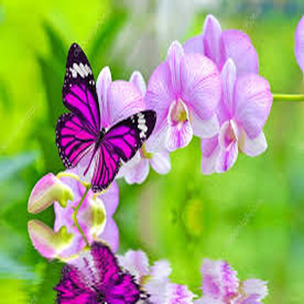 Heirloom Mixed Butterfly Orchid Flower Seeds Non-GMO, Vibrant Blooms for Planting