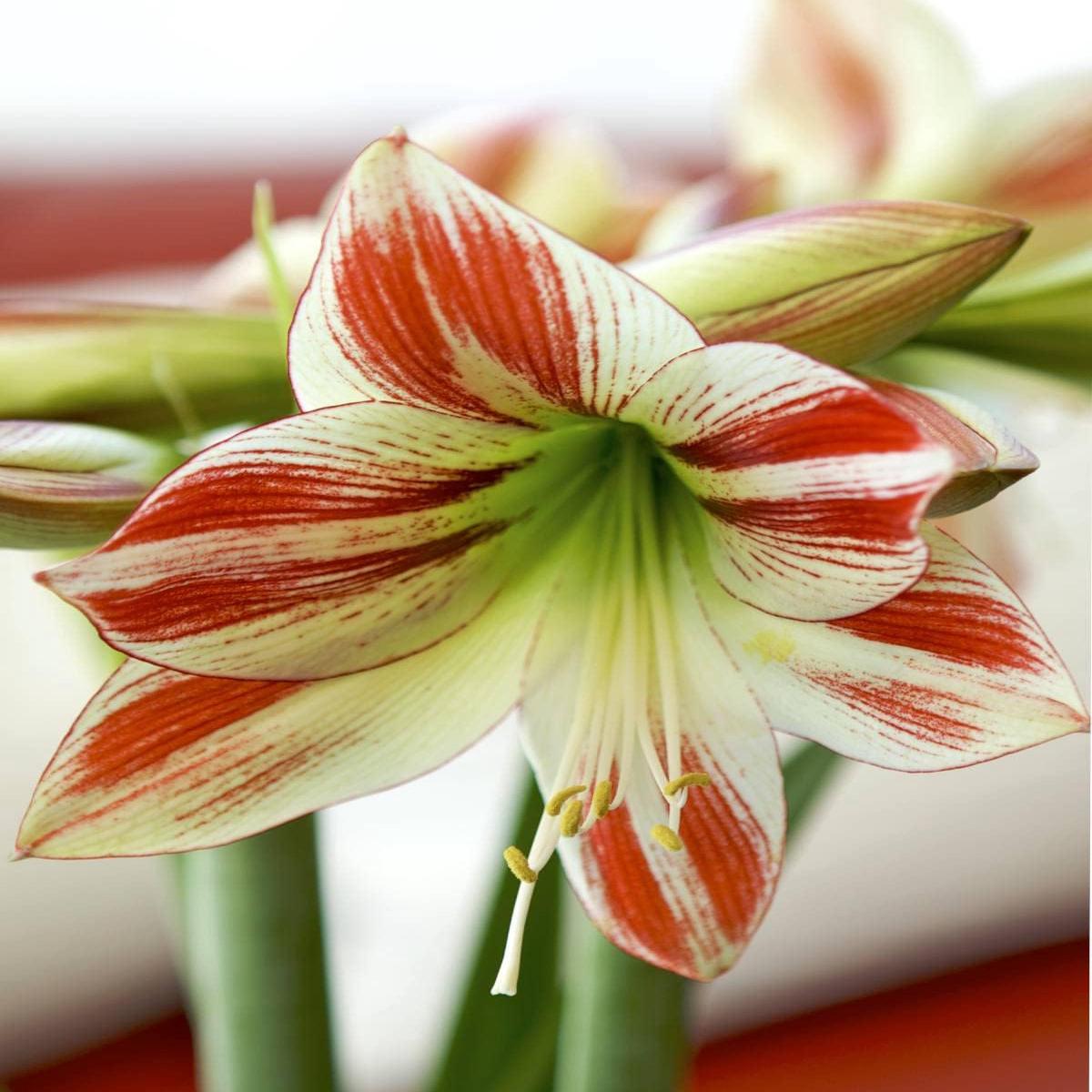 Heirloom Non-GMO Deep Red Amaryllis Flower Seeds for Planting High Germination Organic Garden Seeds