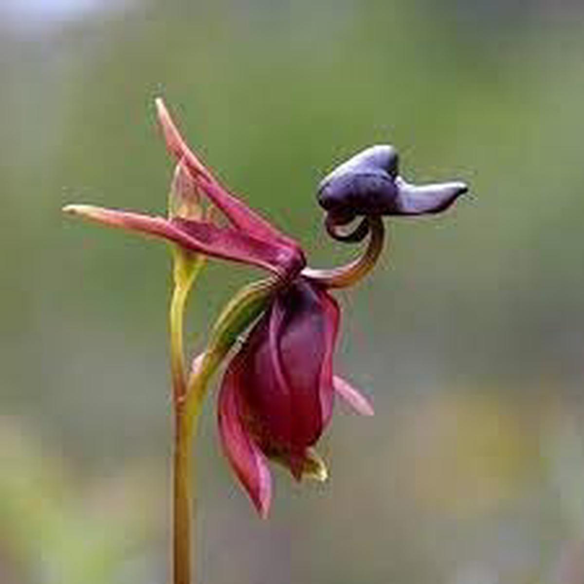 Heirloom Orchid Flower Seeds for Planting