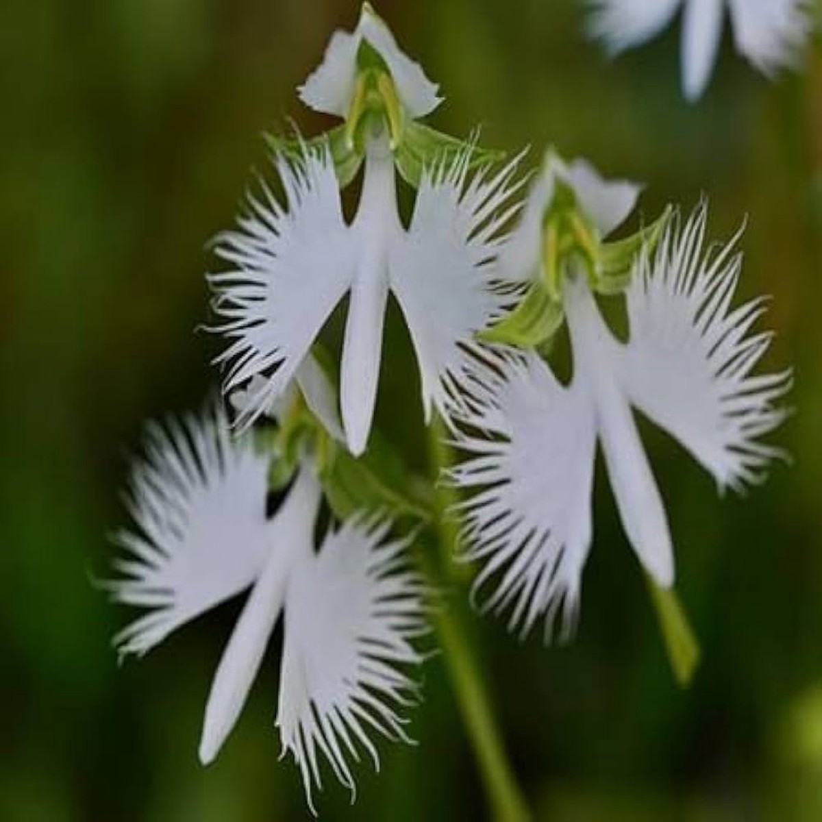Heron Orchid Flower Seeds for Planting - NON GMO Seeds