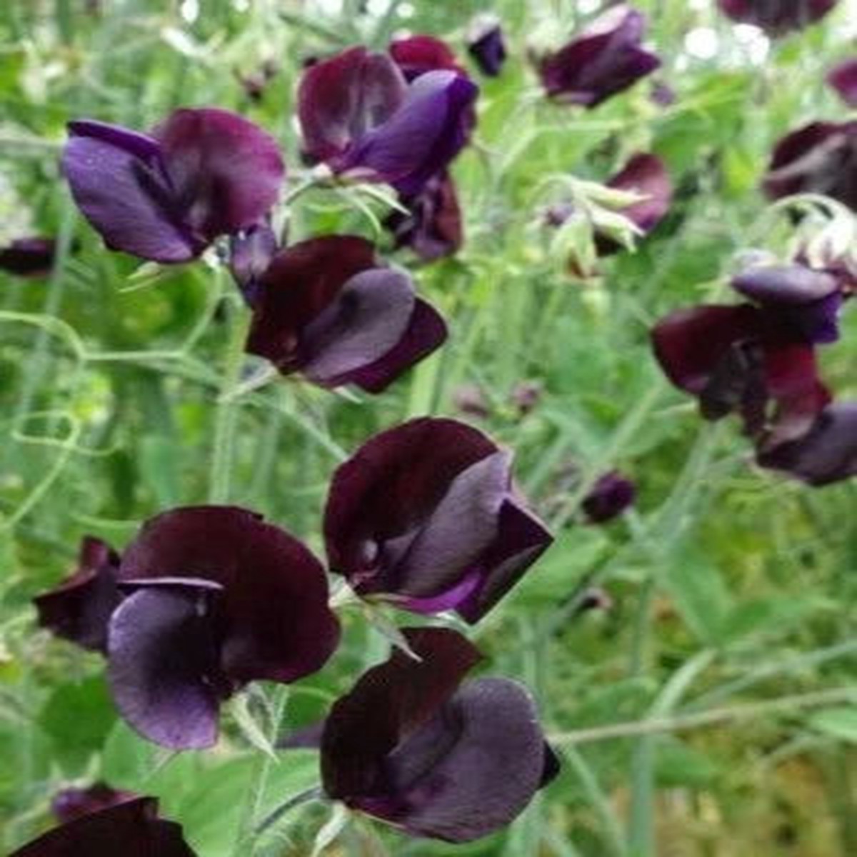 Lathyrus Odoratus Midnight Beaujolas Heirloom Non Gmo Flower Seeds Home Garden Planting,