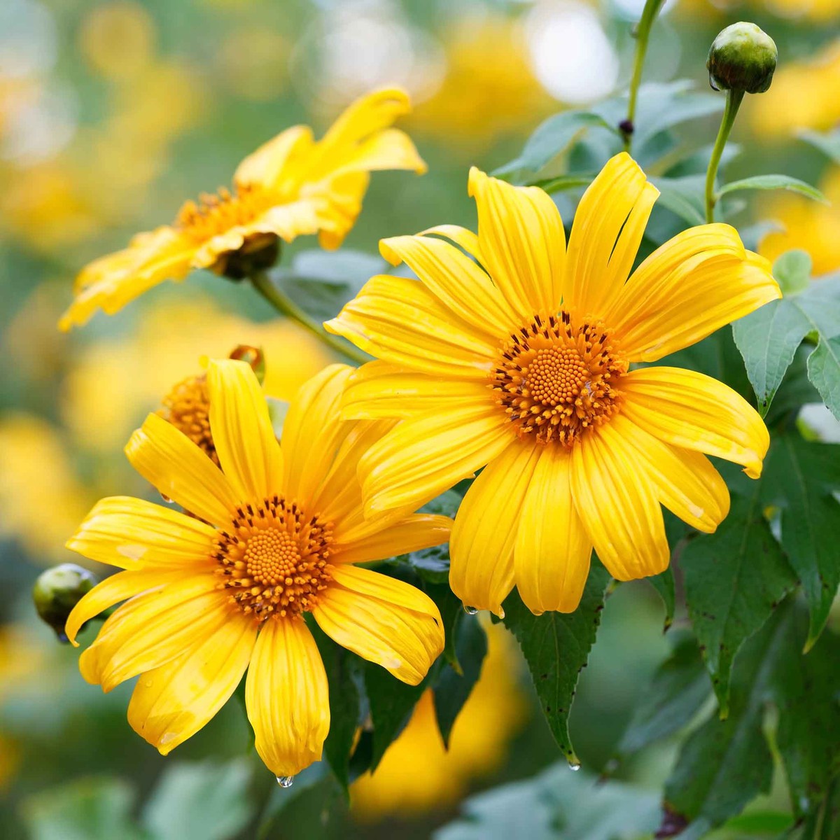Mexican Sunflower Seeds - Yellow Torch