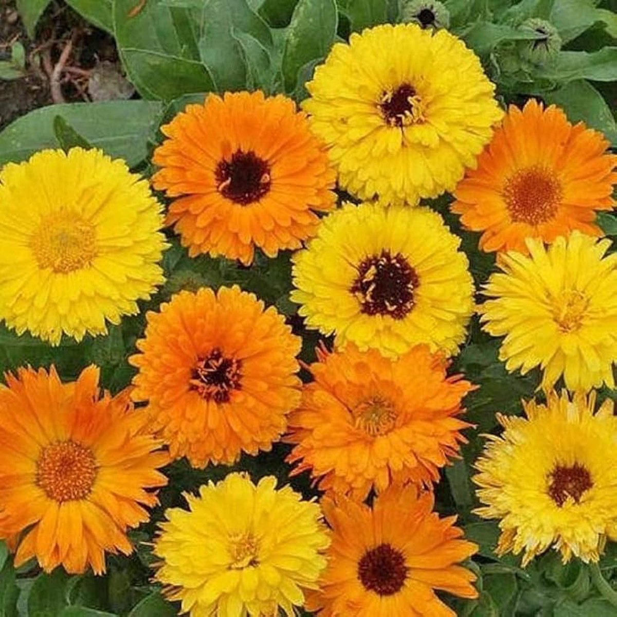 Orange Pot Marigold For Planting Calendula Officinalis For Vegetable Garden And Flower Border