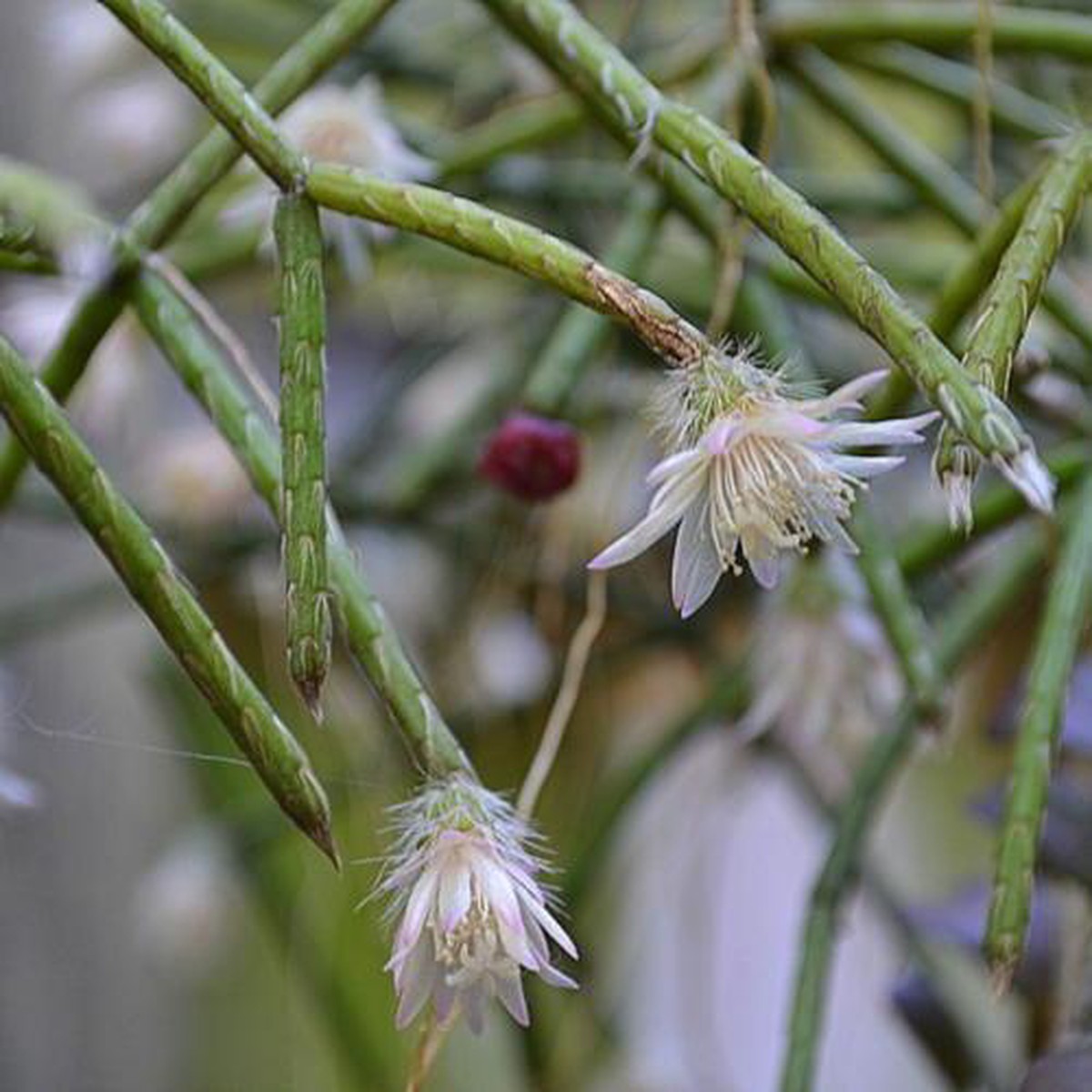 Pilocarpa White Flower Seeds for Planting Organic, Heirloom, Non-GMO Seeds
