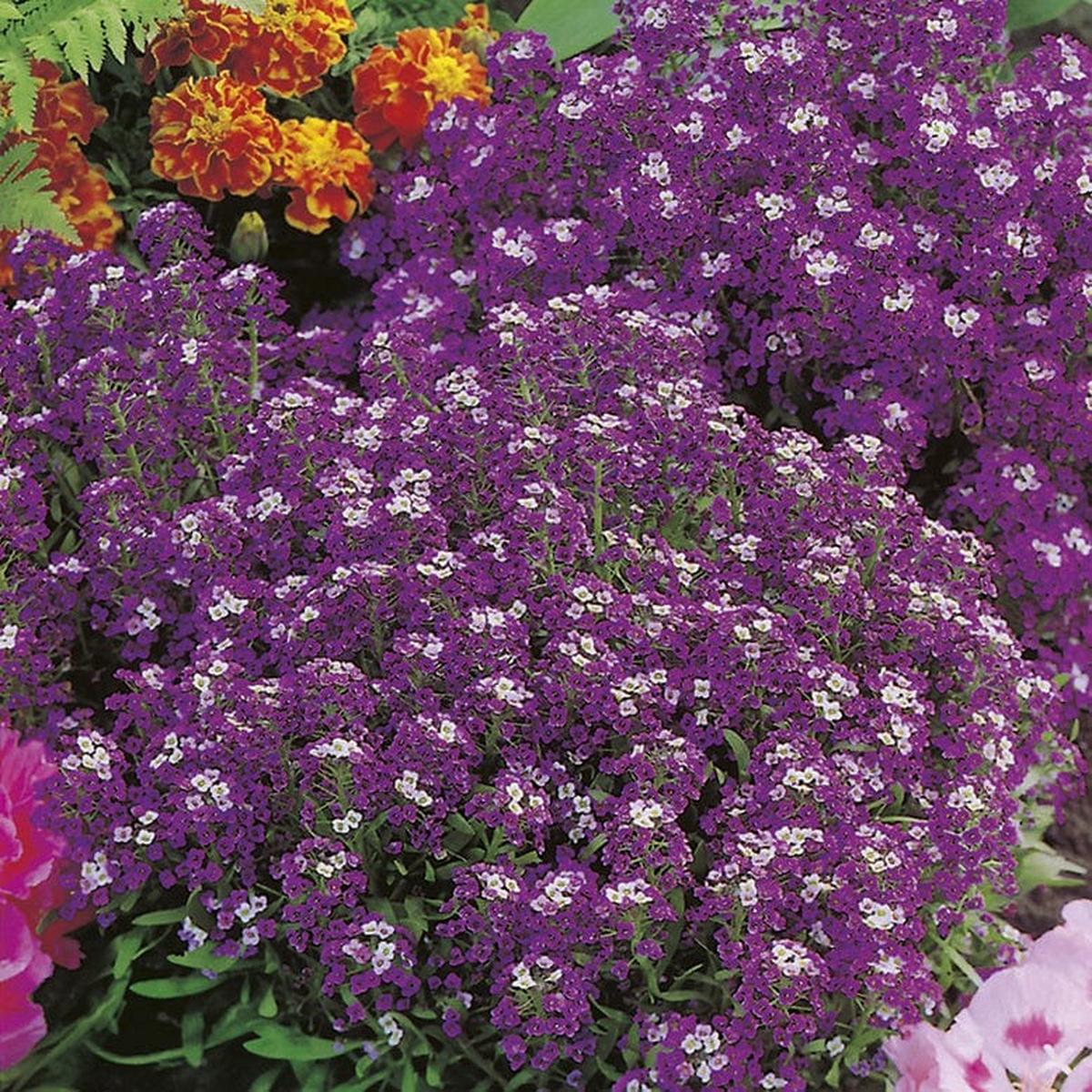 RHS Alyssum Violet Queen