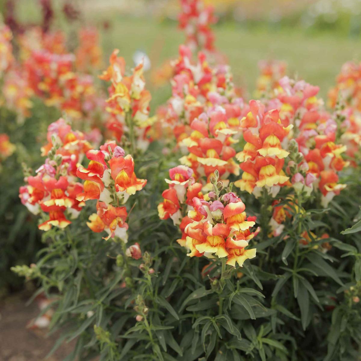 Snapdragon Seeds - Rembrandt
