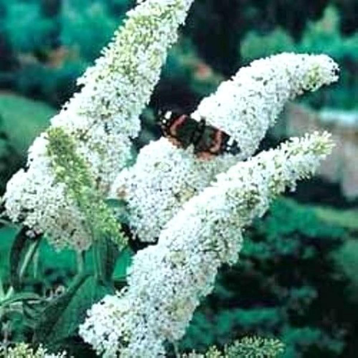 White Butterfly Bush Buddleia Davidii Seeds for Planting Attract Pollinators, Non-GMO
