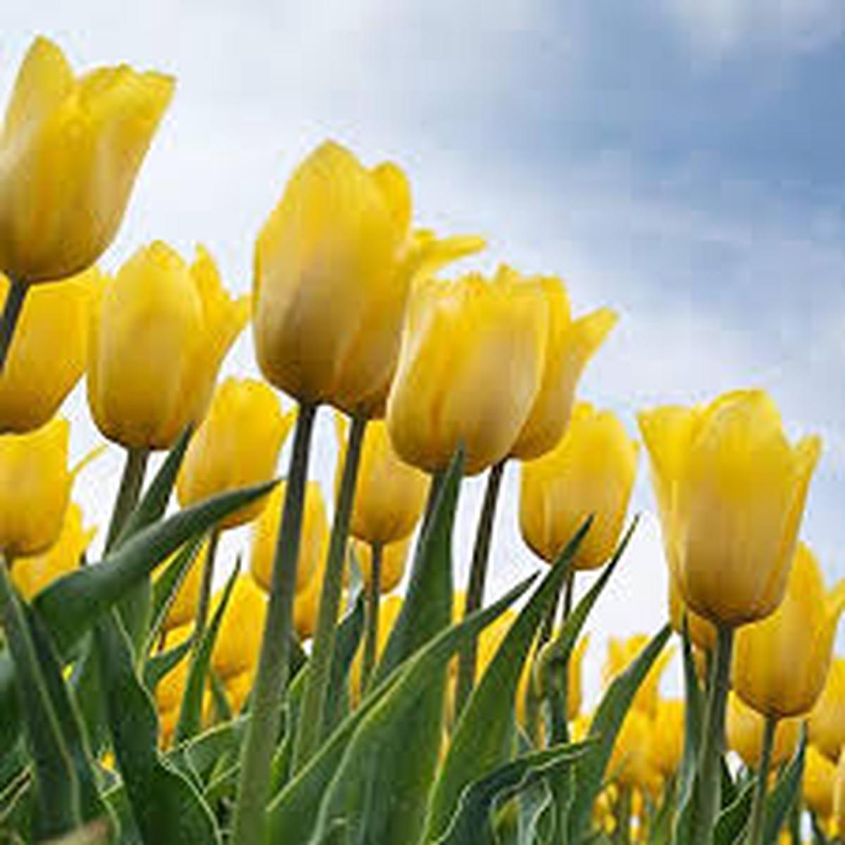 Yellow Tulip Flower Seeds for Planting Low Maintenance Heirloom Non-GMO Organic Garden Seeds