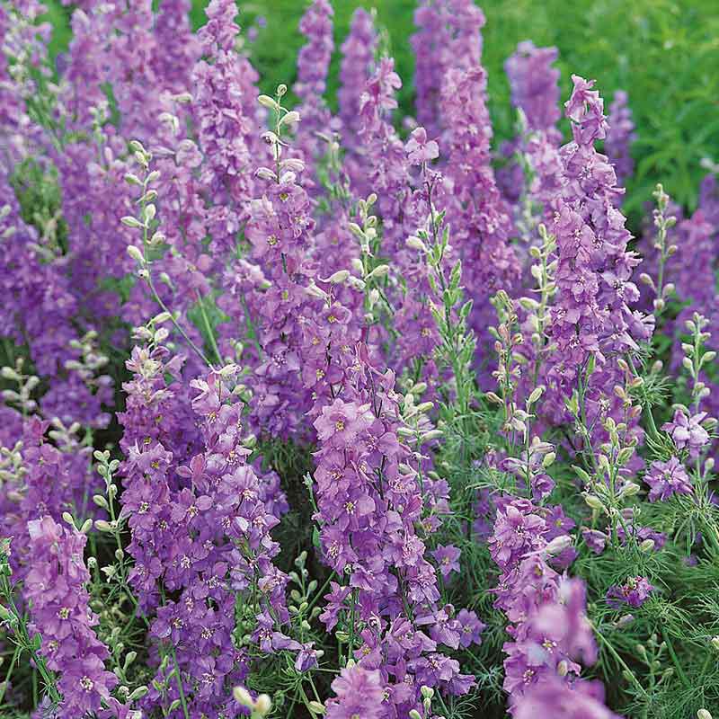 Delphinium Seeds - Lilac Spire