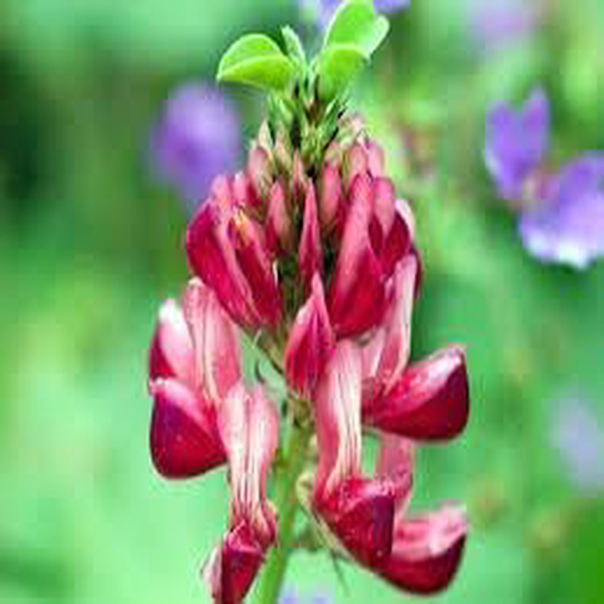 Hedysarum Coronarium Flower Seeds for Planting, Fresh and Vibrant
