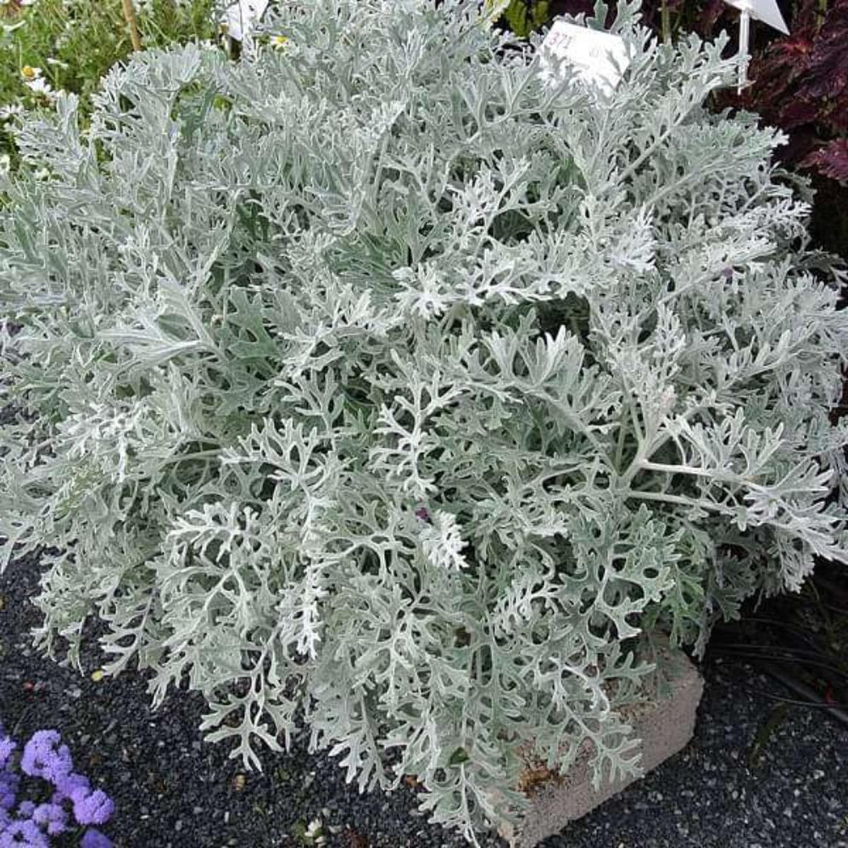 Heirloom Cineraria Maritima Flower Seeds for Planting, Non-GMO