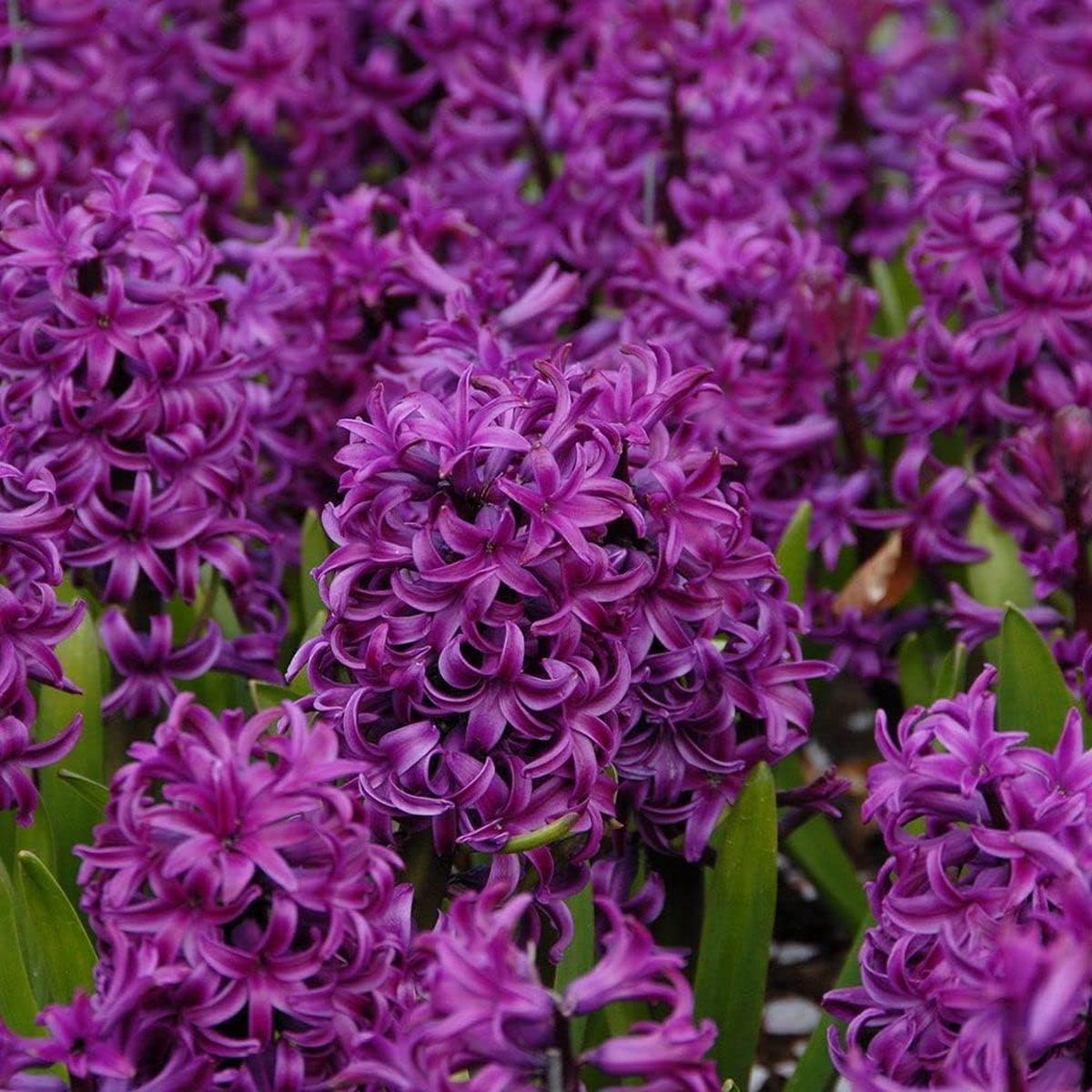 Hyacinth Purple Flower Seeds for Planting - 100 pcs