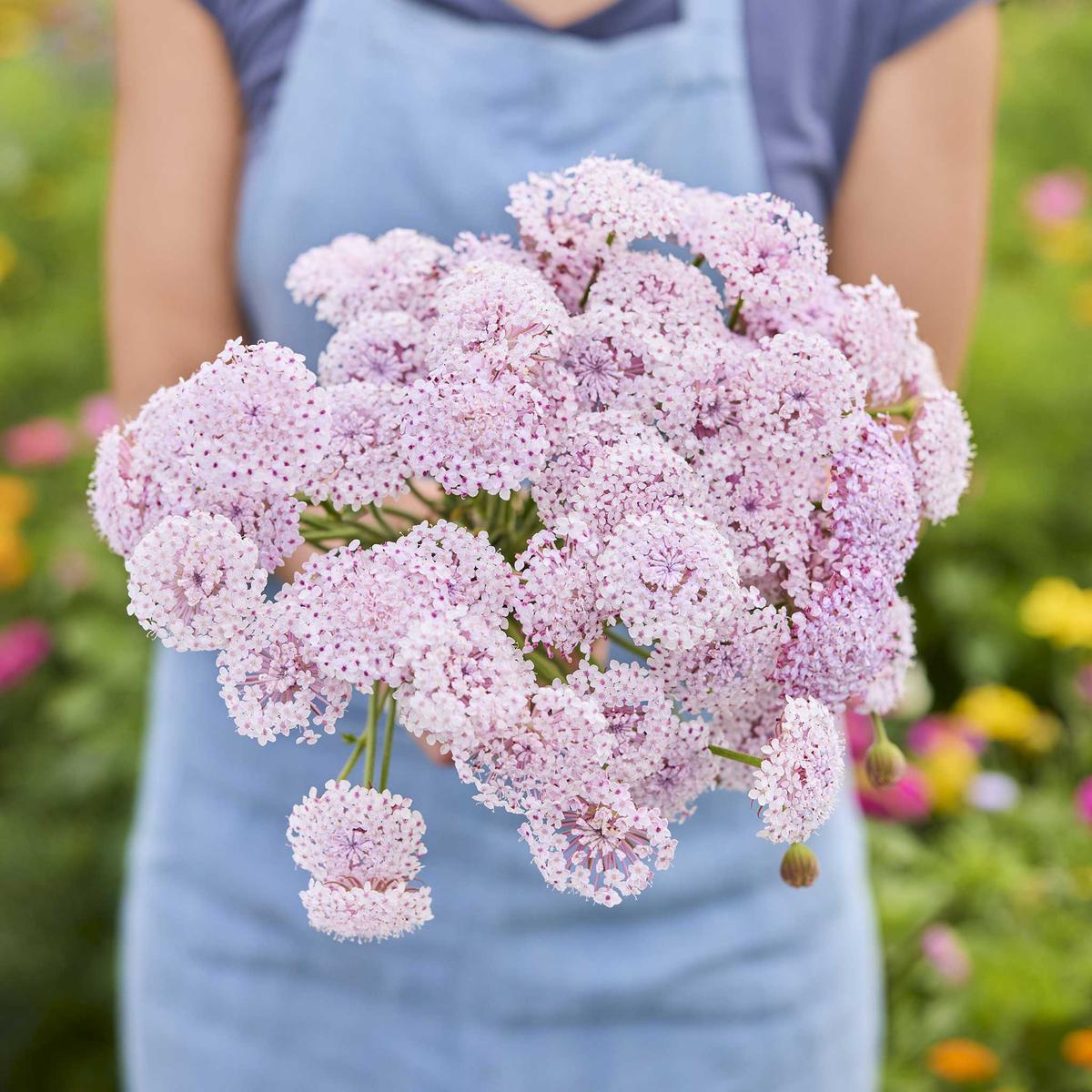 Lace Flower Seeds - Lacy Pink