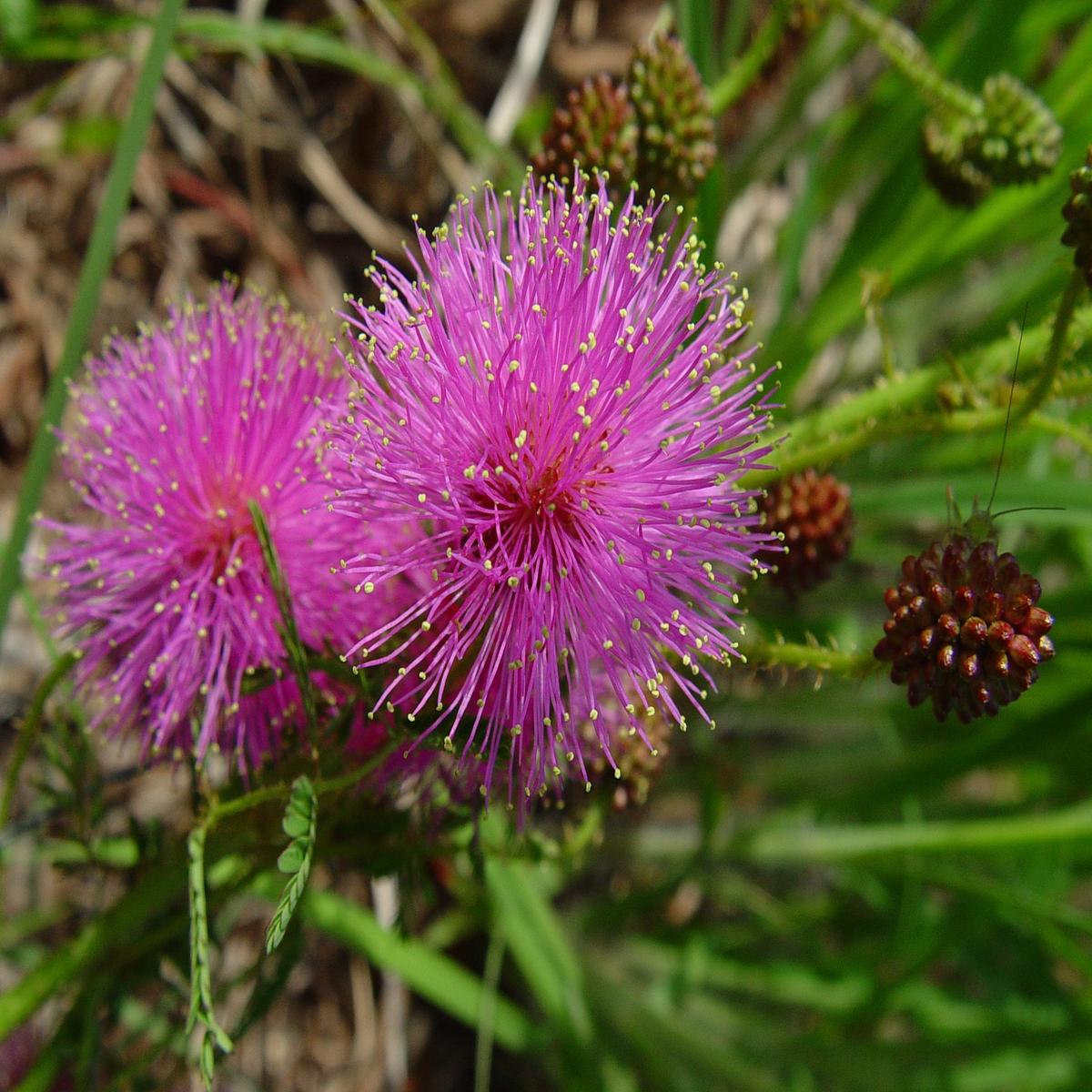 Mimosa Quadrivalvis Flower Seeds for Planting Heirloom, Non-GMO, Annual, Pollinator-Friendly