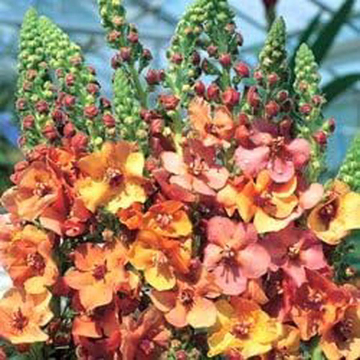 Organic Mixed Phoeniceum Flower Seeds for Planting Heirloom, Non-GMO