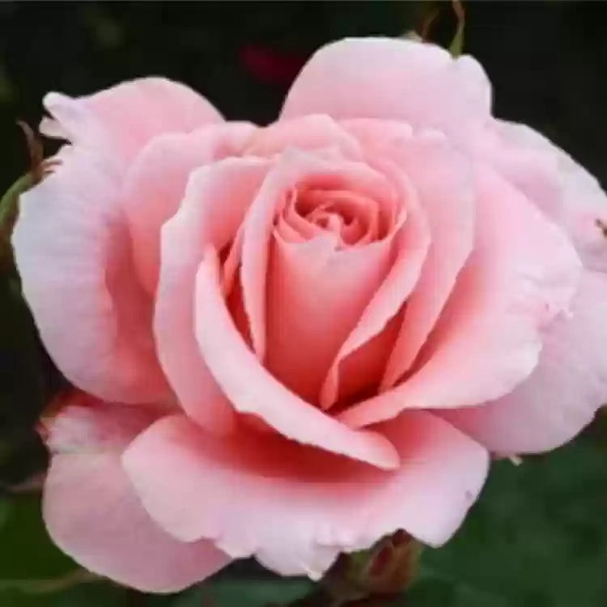 Pink David Austin Rose Flower Seeds for Planting Heirloom, Non-GMO, Fragrant Blossoms, High Germination