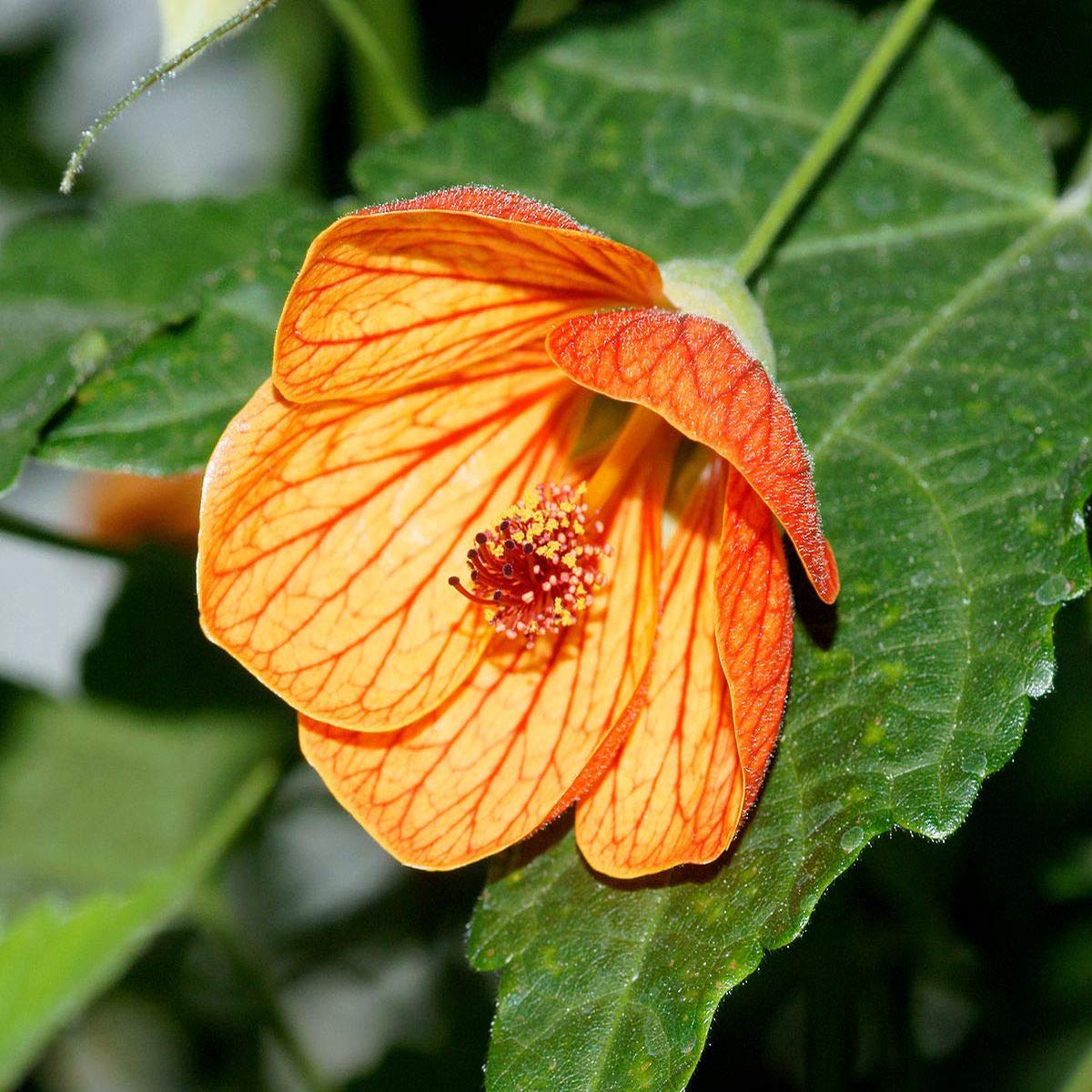 Yellow Red Abutilon Flower Seeds for Planting Heirloom Non-GMO High Germination Organic Garden Seeds