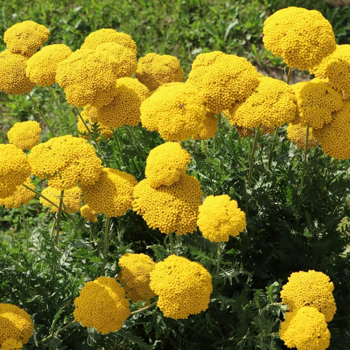 Yellow Yarrow (Achillea millefolium) Flower Seeds for Planting  Heirloom, Non-GMO, Perennial, Drought-Tolerant