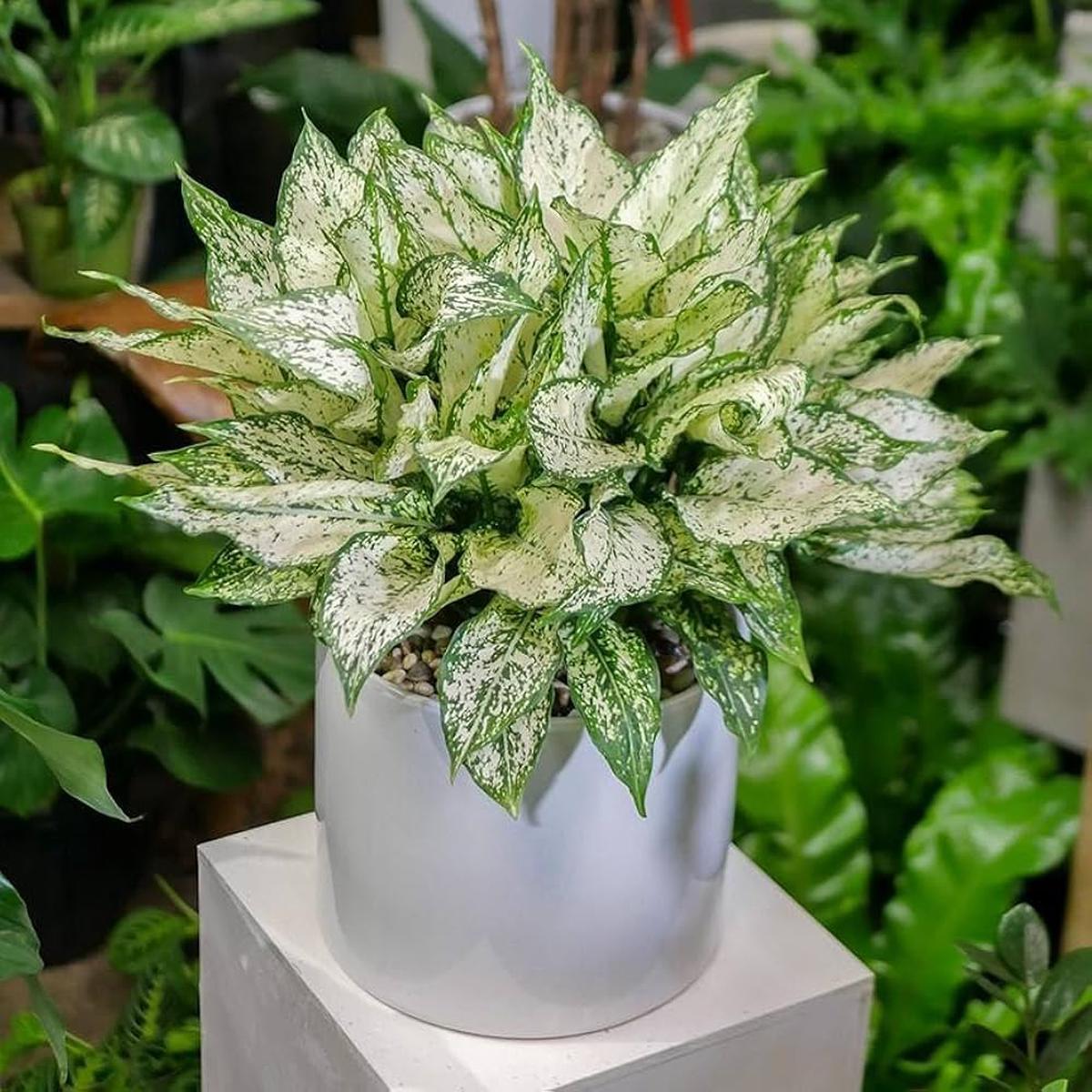 Aglaonema White Mix Seeds for Planting Heirloom Non-GMO, High Germination Organic Garden Seeds
