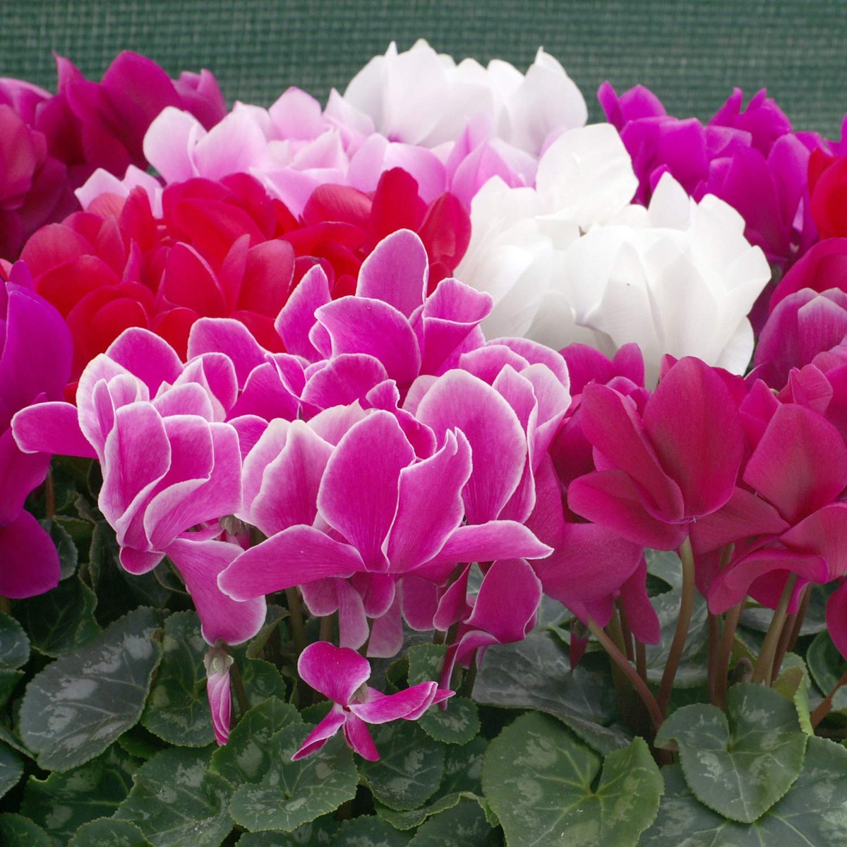 Cyclamen Flower Seeds (Perennial, for DIY Home & Garden)