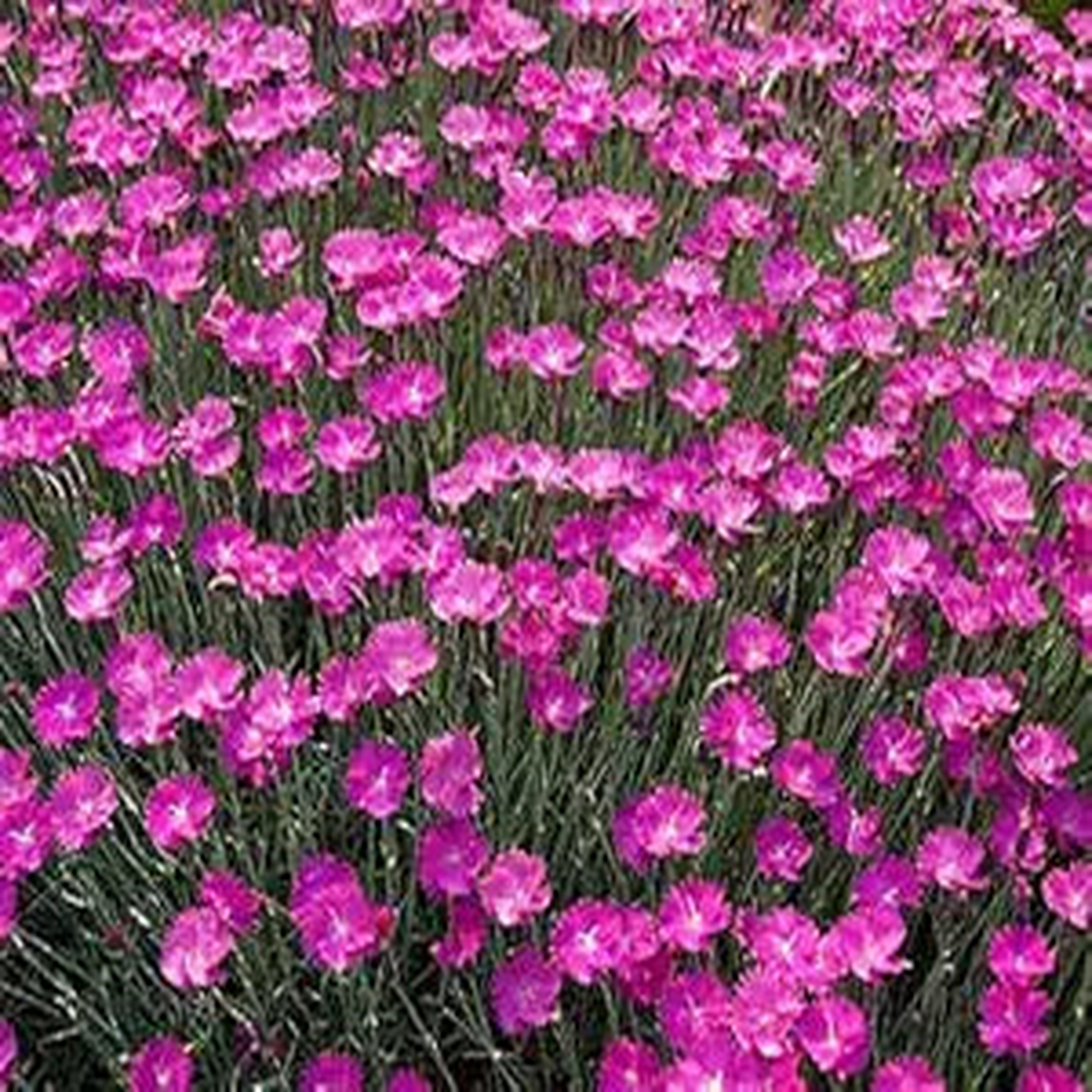 Dianthus Maiden Pink Seeds for Planting home garden flower bed