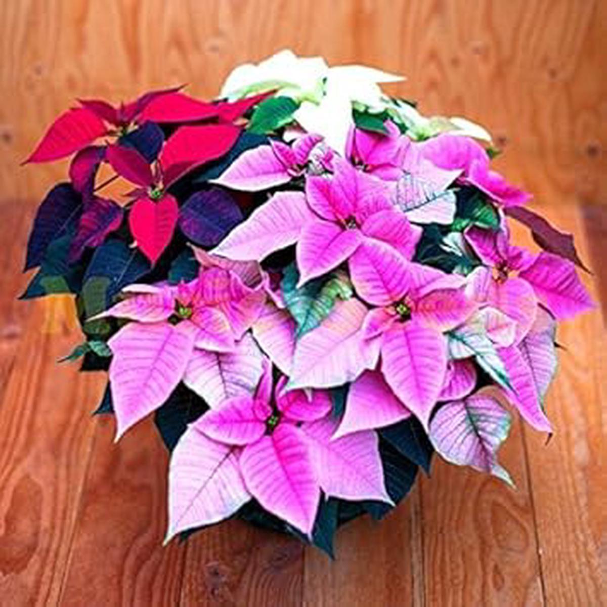 Heirloom Non-GMO Mixed Poinsettia Flower Seeds for Planting ?? Colorful Festive Blooming Seeds