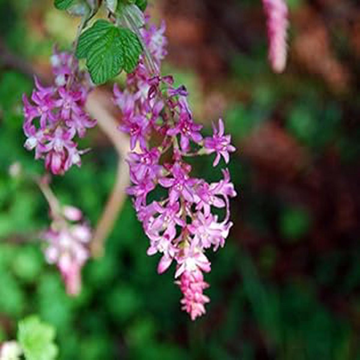 Pink Currant Seeds for Planting Organic Heirloom Flower Seeds, Non-GMO, High Germination Garden Seeds